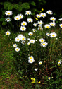 Leucanthemum vulgare